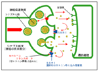 セロトニン